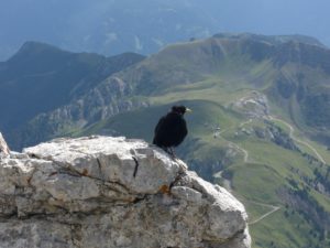 Alpendohle bei der Pisa Hütte 2671 m